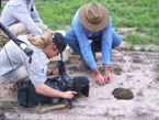Picture of French Documentary makers filming Dung Beetles
